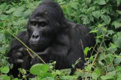 10-Days-Experience-Ugandas-Exclusive-Gorillas-and-Wildlife-Private-tour