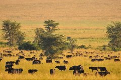 Attractions-in-Kidepo-Valley-National-park