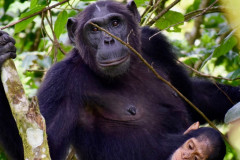 Chimpanzee-Trekking-in-Kibale-Forest