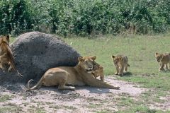 Game-Drive-and-Boat-Safari-in-Queen-Elizabeth-National-Park