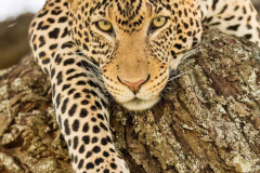 Leopard-ruki-safaris