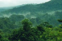 Weather-in-Bwindi-Impenetrable-Forest
