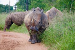 Ziwa-Rhino-Sanctuary-experience