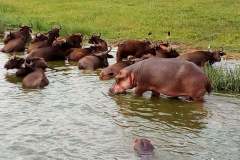 hippos-at-kyazinga-channel-uganda