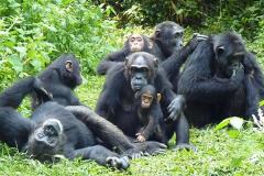 kibale-chimps-rukisafaris