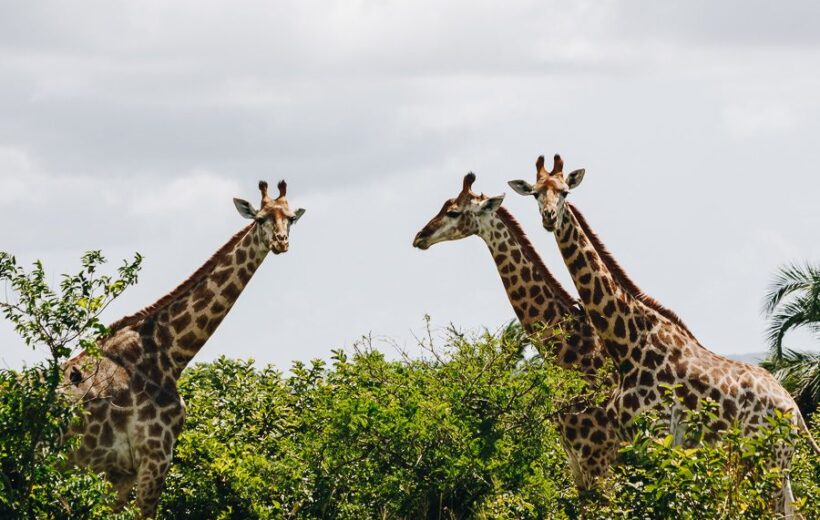 Discover the Wonders of Uganda with a 15-Day Safari Adventure