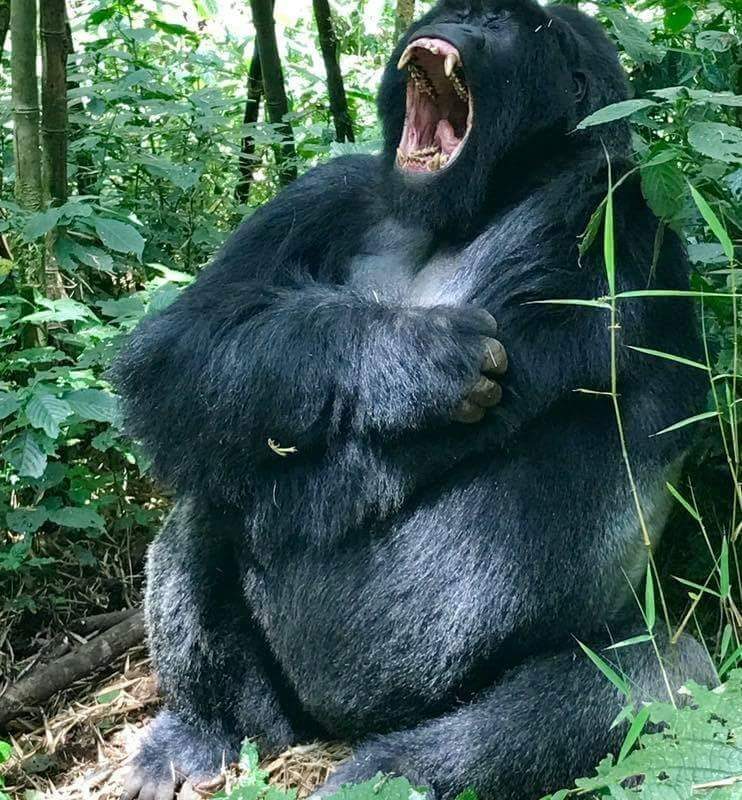 Discover the Wonders of Uganda with Ruki Safaris, Your Ultimate Guide